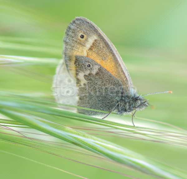 Common Ringlet butterfly in the Meadow Stock photo © yhelfman