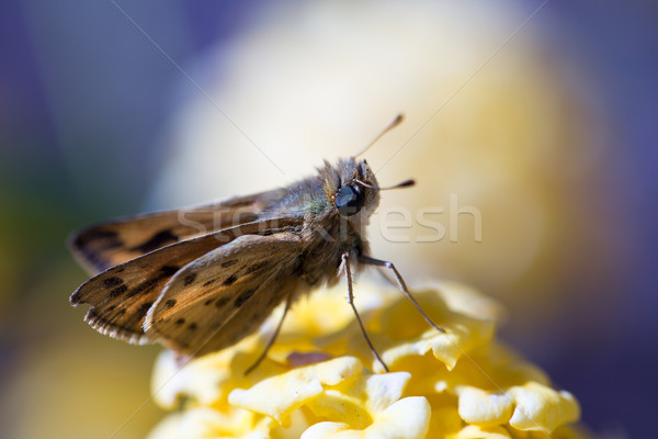 Fiery Skipper - Hylephila phyleus Stock photo © yhelfman