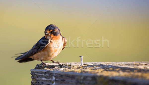 Barn Swallow - Hirundo rustica Stock photo © yhelfman