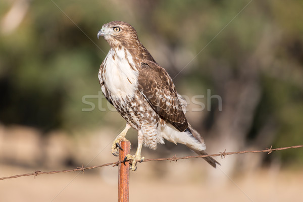 Cooper's Hawk - Accipiter cooperii Stock photo © yhelfman