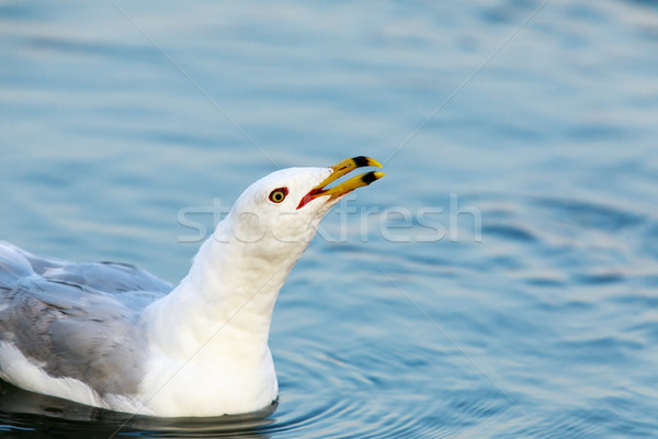 [[stock_photo]]: Appelant · lac · liberté · volée · blanche