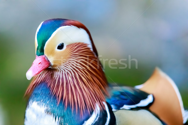 Mandarin Duck (Aix galericulata) closeup Stock photo © yhelfman