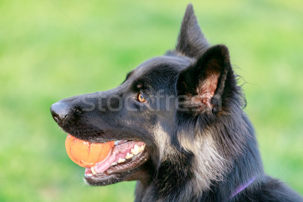 German Shepherd with ball. Stock photo © yhelfman