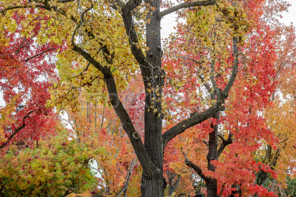 Autumn in the Bay Area Stock photo © yhelfman