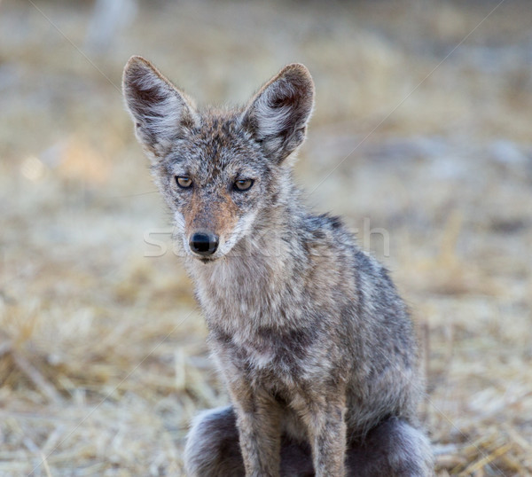 Young Coyote (Canis latrans) Stock photo © yhelfman