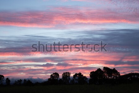 Pink and Blue Sunset with Tree Silhouettes Stock photo © yhelfman