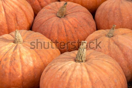 Calabaza Squash (West Indian Pumpkin) in a Pumpkin Patch in Northern California Stock photo © yhelfman