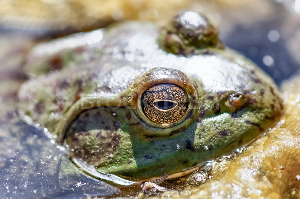 American Bullfrog Peeking Stock photo © yhelfman