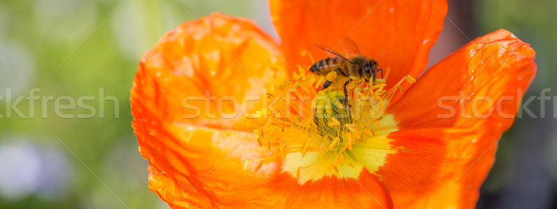 Bee (Apis) on Ice Poppy (Papaver nudicaule) Flower Stock photo © yhelfman