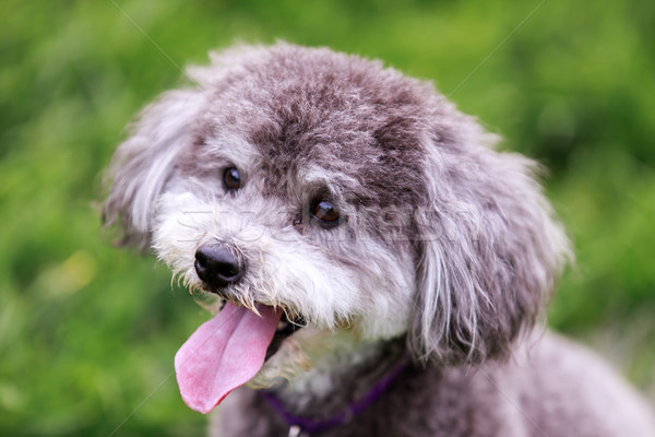 Schnoodle head shot Stock photo © yhelfman