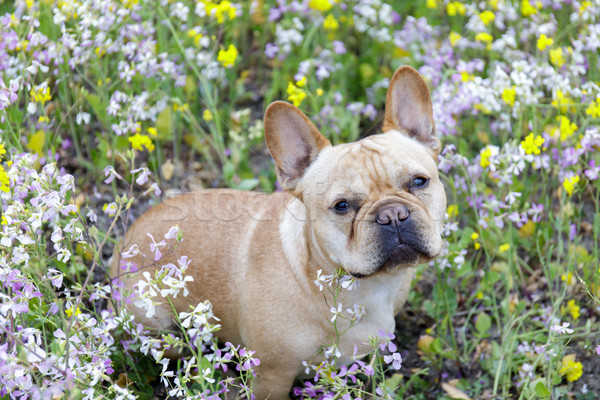 French Bulldog in Bloom in Northern California. Stock photo © yhelfman