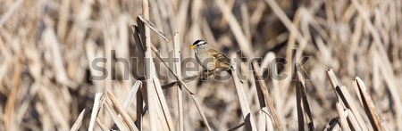White-crowned Sparrow - Zonotrichia leucophrys Stock photo © yhelfman