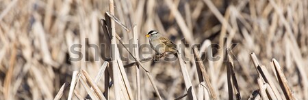 Stock photo: White-crowned Sparrow - Zonotrichia leucophrys