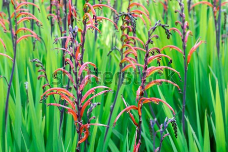 Crocosmia (montbretia), Coppertips, or Falling Stars Stock photo © yhelfman