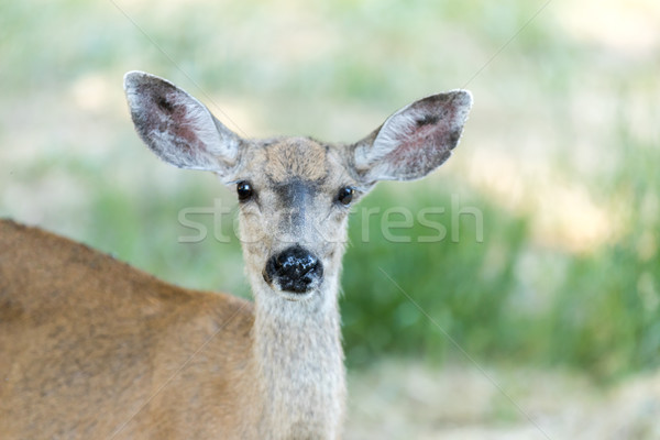 Black-tailed Deer (Odocoileus hemionus) Head, Adult Female. Stock photo © yhelfman