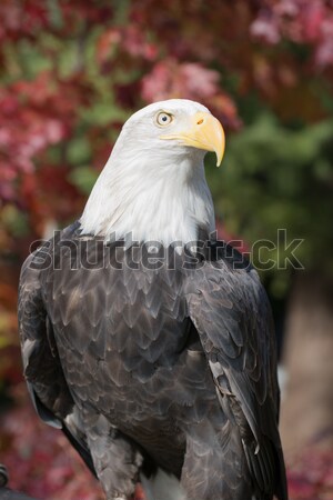 American Bald Eagle (Haliaeetus leucocephalus) Stock photo © yhelfman