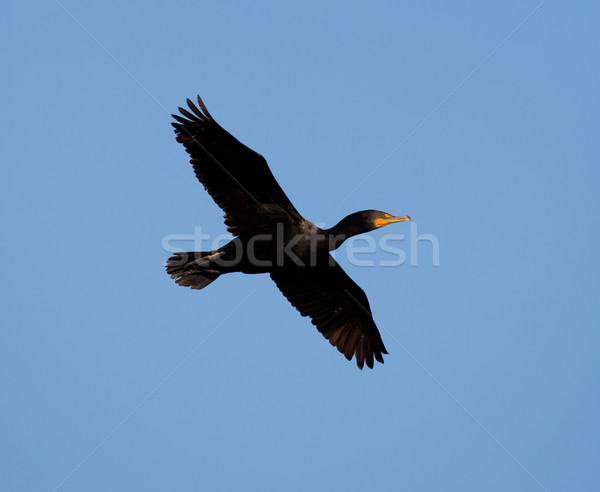 Stock photo: Double-crested Cormorant in flight; Alviso, CA