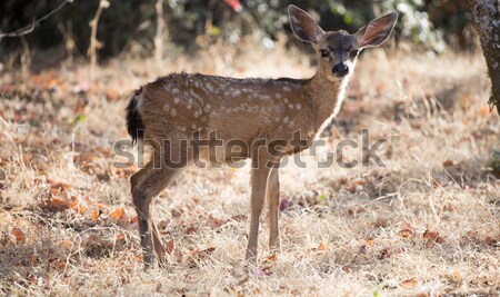 Black-tailed Deer (Odocoileus hemionus) Fawn Stock photo © yhelfman