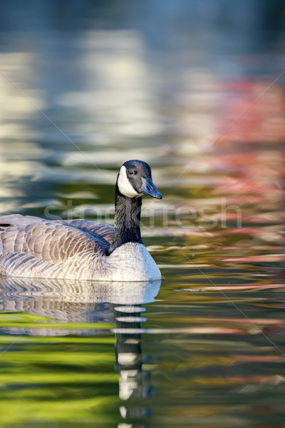 Canada Goose (Branta Canadensis) wading in colorful pond. Stock photo © yhelfman