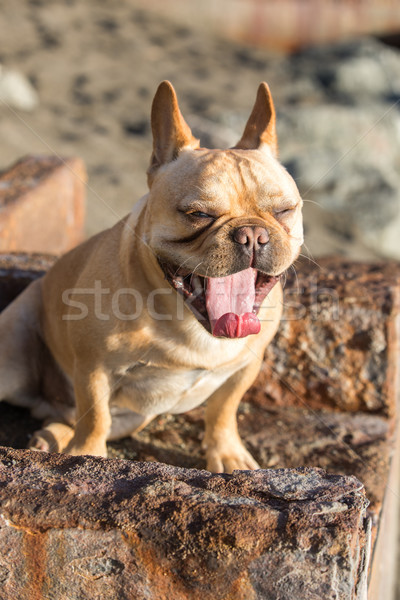 French Bulldog Sitting and Yawning on a Rusty Metal Structure. Stock photo © yhelfman