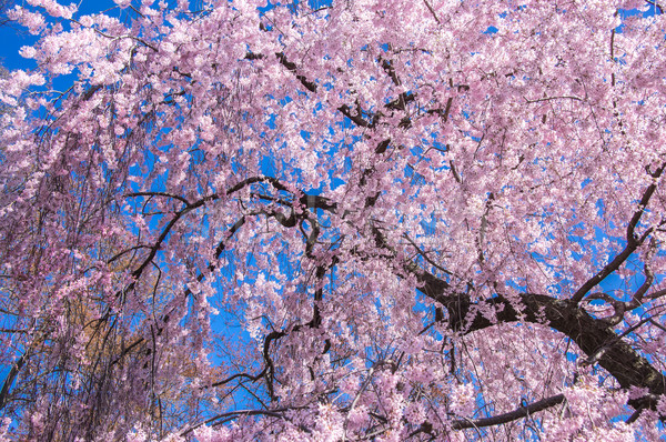 Cherry Blossom tree Stock photo © yhelfman