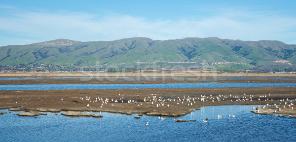 San Francisco South and East Bay Landscape, Northern California Stock photo © yhelfman
