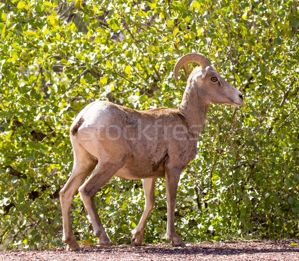 Pecore parco Utah USA specie nativo Foto d'archivio © yhelfman