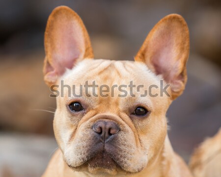 Young French Bulldog Headshot Stock photo © yhelfman
