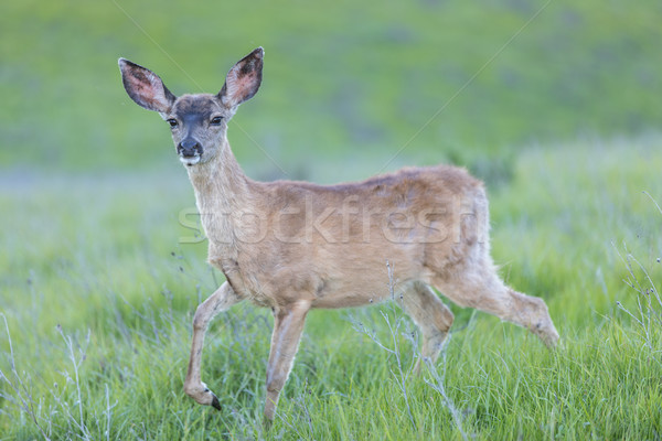 Black-tailed Deer (Odocoileus hemionus) Fawn. Stock photo © yhelfman