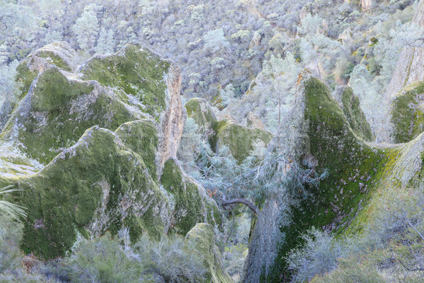 Volcanic rocks covered with lichen. Stock photo © yhelfman