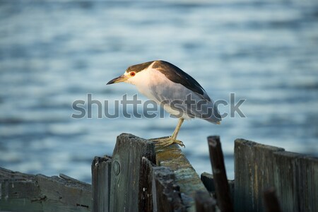 Black-crowned Night-Heron (Nycticorax nycticorax)  Stock photo © yhelfman