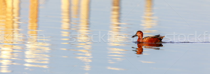 Cinnamon Teal (Anas cyanoptera) Adult Male Wading in San Francisco Bay. Stock photo © yhelfman