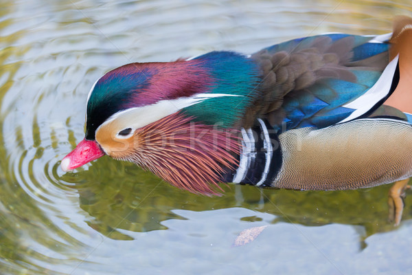 Mandarin Duck - Aix galericulata, Adult Male, wading in the pond Stock photo © yhelfman