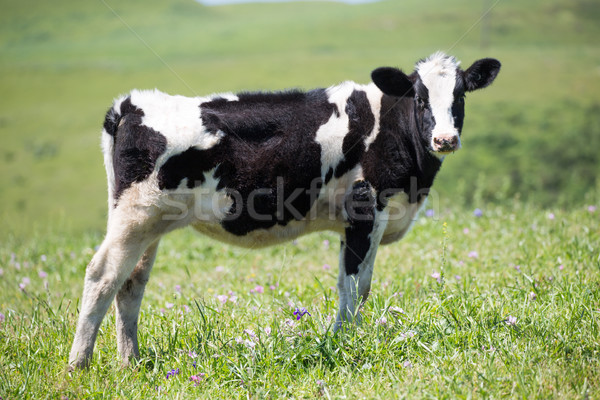 Black-and-white dairy cow (Holstein-Friesian) in the meadows of Northern California Stock photo © yhelfman