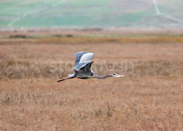 Great Blue Heron (Ardea Herodias) Flying Over Wetlands. Stock photo © yhelfman