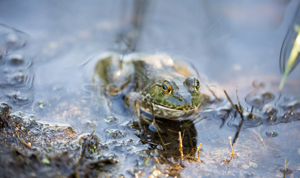 American Bullfrog - Lithobates catesbeianus. Santa Clara County, California Stock photo © yhelfman