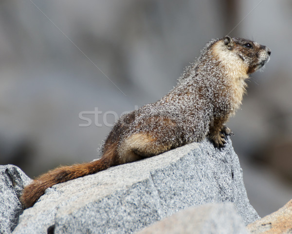 Yellow-bellied Marmot - Marmota flaviventris Stock photo © yhelfman