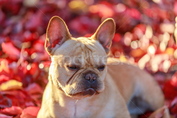 French Bulldog with Autumn Leaves. Stock photo © yhelfman