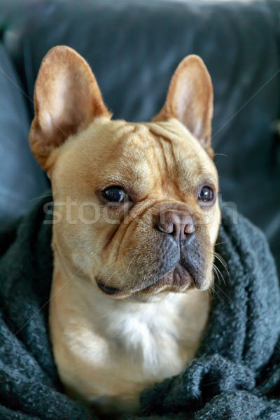 French Bulldog wrapped in blanket on a sofa. Stock photo © yhelfman