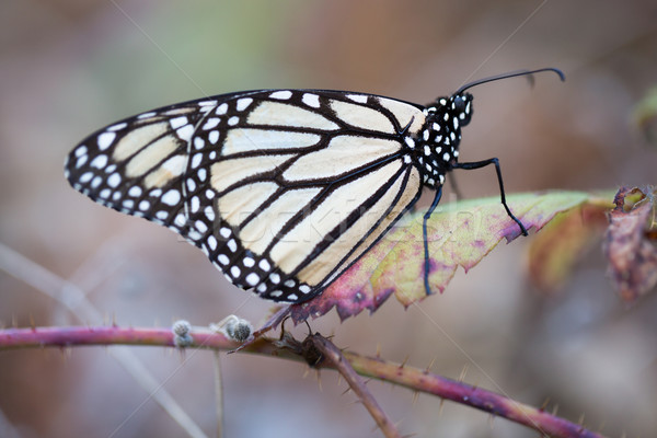 Monarch butterfly perched on a dry leaf Stock photo © yhelfman