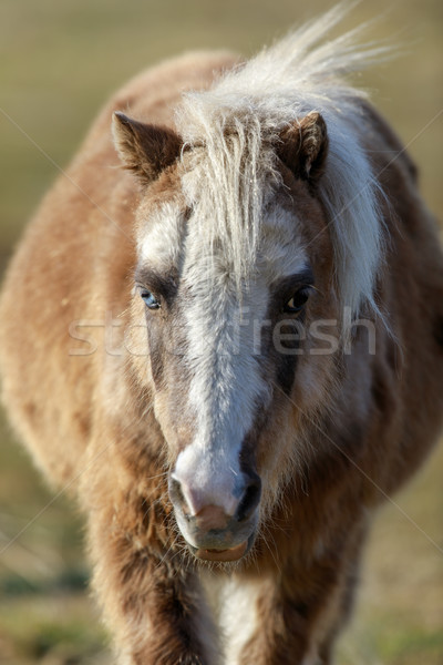 Stock photo: Blue-eyed Pony (Equus ferus caballus) front view closeup.