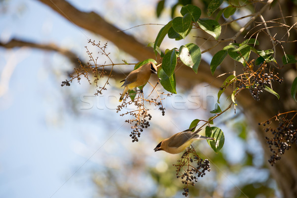 Cedru negru fruct cuplu pasăre Imagine de stoc © yhelfman