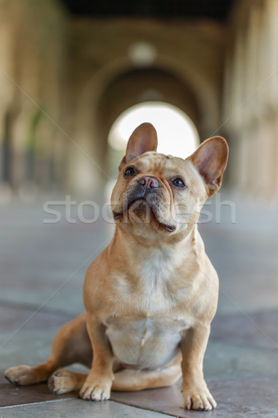 French Bulldog sitting on  the floor and looking up. Stock photo © yhelfman