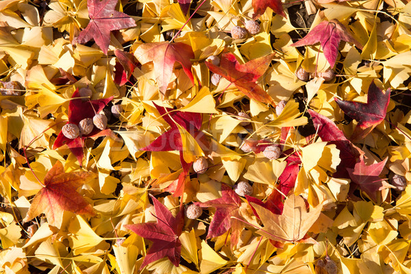 Colorful autumn leaves Stock photo © yhelfman