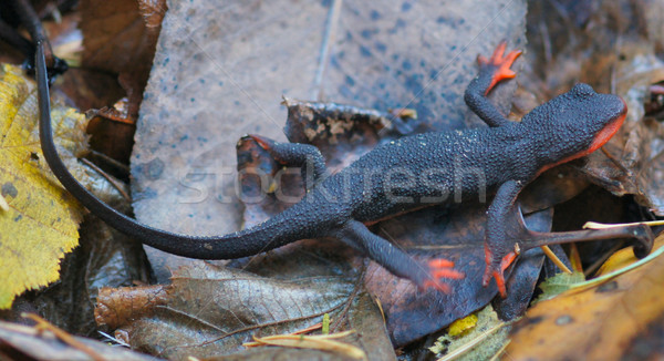 Red-bellied Newt, Taricha rivularis, on Leaves Stock photo © yhelfman