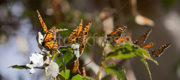 Monarch Butterflies (Danaus plexippus) Stock photo © yhelfman
