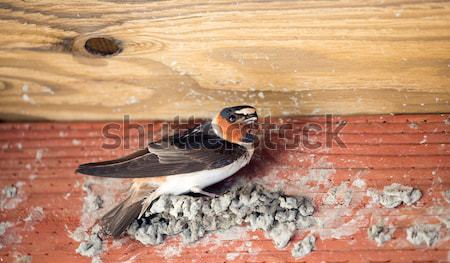 Barn Swallow - Hirundo rustica, adult female Stock photo © yhelfman