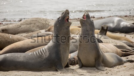 Playful Northern Elephant Seals - Mirounga angustirostris, Adult Males, Año Nuevo State Park, Califo Stock photo © yhelfman