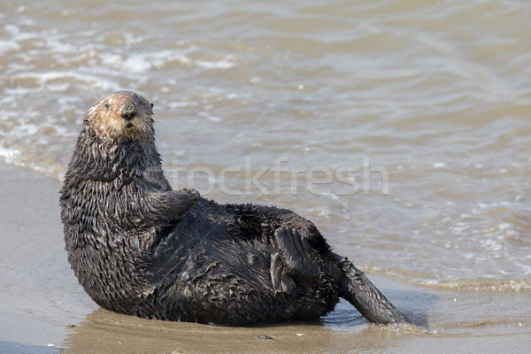 Alert Sea Otter in Moss Landing State Beach. Stock photo © yhelfman