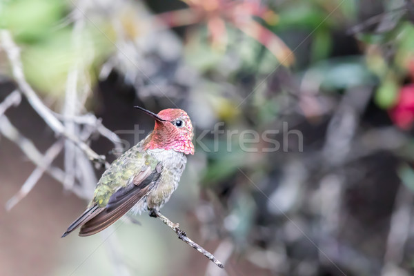 Anna's Hummingbird (Calypte anna) perched on a branch in a botanic garden. Stock photo © yhelfman